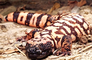 Gila Monster Heloderma suspectum Native to South Western US Gila Monster Heloderma suspectum Native to South Western US