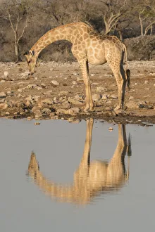Giraffe bends over to drink at a waterhole, reflecting in the water Giraffe bends over to drink at a waterhole, reflecting in the water