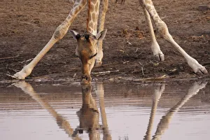 A giraffe (Giraffa camelopardalis angiogenesis) bends down to drink at Chudob waterhole A giraffe (Giraffa camelopardalis angiogenesis) bends down to drink at Chudob waterhole