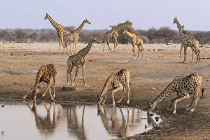 Giraffe (Giraffa Camelopardalis angolensis) come to drink at Chudob waterhole Giraffe (Giraffa Camelopardalis angolensis) come to drink at Chudob waterhole