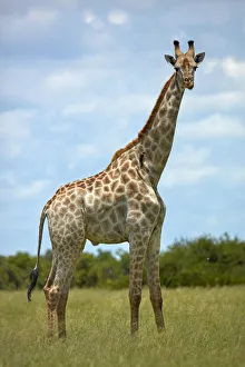 Giraffe (Giraffa camelopardalis angolensis), Chobe National Park, Botswana, Africa Giraffe (Giraffa camelopardalis angolensis), Chobe National Park, Botswana, Africa