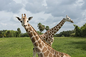 Two giraffes crossed, one looking at viewer and one with grass in mouth Two giraffes crossed, one looking at viewer and one with grass in mouth