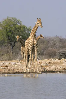 Three giraffes peer across the waterhole in Etosha National Park, Namibia, Africa Three giraffes peer across the waterhole in Etosha National Park, Namibia, Africa