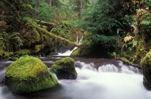 Glacier Creek, Gifford Pinchot National Forest Glacier Creek, Gifford Pinchot National Forest