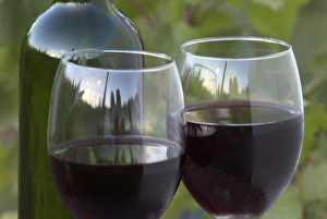 Two glasses of Pinot Noir wine with bottle in front of Pinot Noir grape vines in Two glasses of Pinot Noir wine with bottle in front of Pinot Noir grape vines in