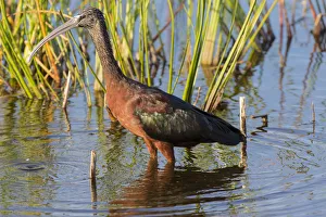 Glossy Ibis (Plegadis falcinellus) Viera Wetlands, Brevard County, Florida Glossy Ibis (Plegadis falcinellus) Viera Wetlands, Brevard County, Florida