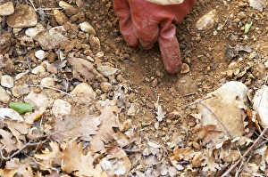 A gloved finger pointing to a truffle in the soil at La Truffe de Ventoux truffle farm A gloved finger pointing to a truffle in the soil at La Truffe de Ventoux truffle farm