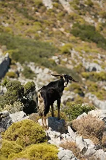 Images Dated 8th September 2005: Goat on Telendos island. Dodecanese Islands, Greece