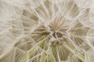 Goatsbeard aka Yellow Salisfy seeds in summer in Whitefish, Montana, USA Goatsbeard aka Yellow Salisfy seeds in summer in Whitefish, Montana, USA