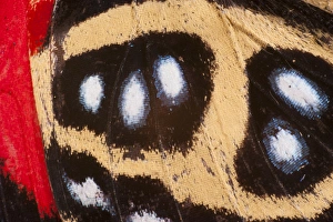 Godarts Numberwing butterfly wing detail (Callicore pygas) Yasuni National Park Godarts Numberwing butterfly wing detail (Callicore pygas) Yasuni National Park