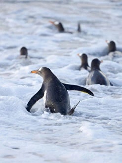 Malvinas Gallery: Going to the sea on a beach. Gentoo Penguin in the Falkland Islands in January