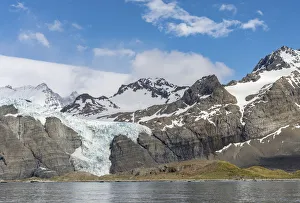 King Penguin Gallery: Gold Harbour with mighty Bertrab Glacier on South Georgia Island