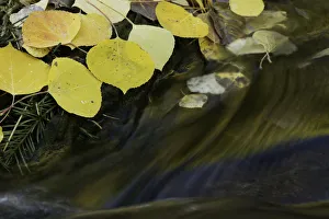 Golden aspen leaves and small stream in autumn, Owl Creek Pass, San Juan Mountains Golden aspen leaves and small stream in autumn, Owl Creek Pass, San Juan Mountains