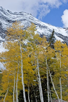 Images Dated 5th October 2008: Golden Aspen Trees in fall colors with snow on Mount Superior, Little Cottonwood Canyon