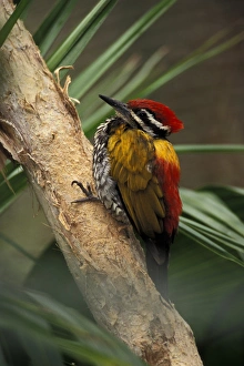 Golden-backed Woodpecker (Dinopium javanese), found in Malaysia, Java, and Borneo Golden-backed Woodpecker (Dinopium javanese), found in Malaysia, Java, and Borneo