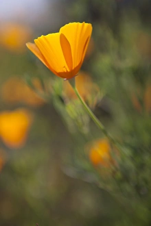 Golden California Poppies. Santa Cruz coast, California, US Golden California Poppies. Santa Cruz coast, California, US