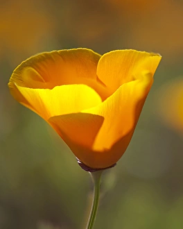 Golden California Poppy. Santa Cruz coast, California, US Golden California Poppy. Santa Cruz coast, California, US