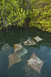 Golden Cownose Rays (Rhinoptera steindachneri) Santa Cruz Island, GALAPAGOS ISLANDS Golden Cownose Rays (Rhinoptera steindachneri) Santa Cruz Island, GALAPAGOS ISLANDS