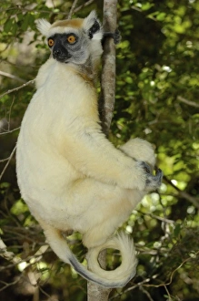 Golden-crowned sifaka or Tattersalls sifaka (Propithecus tattersalli) Daraina Golden-crowned sifaka or Tattersalls sifaka (Propithecus tattersalli) Daraina