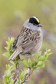 <b class=qtipBold><figcaption>Golden-crowned Sparrow</figcaption></b><br>Golden-crowned sparrow<br><em>© Ken Archer / DanitaDelimont.com</em> Golden-crowned Sparrow