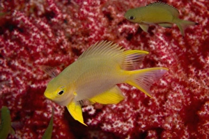 Golden Damselfish (Amblyglyphidodon aureus) near Gorgonian Sea Fan, Banda Sea, Indonesia Golden Damselfish (Amblyglyphidodon aureus) near Gorgonian Sea Fan, Banda Sea, Indonesia