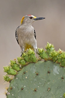 Images Dated 19th March 2011: Golden-fronted Woodpecker (Melanerpes aurifrons) adult male perched on prickly pear