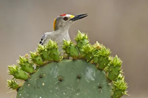 Images Dated 19th March 2011: Golden-fronted Woodpecker (Melanerpes aurifrons) adult male perched on prickly pear
