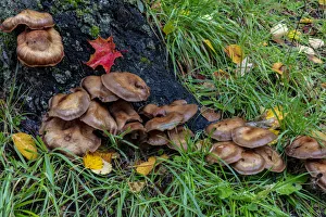 Golden honey mushrooms on oak trunk in the Upper Peninsula of Michigan, USA Golden honey mushrooms on oak trunk in the Upper Peninsula of Michigan, USA