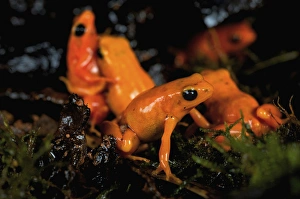 Golden mantella frog bright colour warns of toxic secretions Madagascar Golden mantella frog bright colour warns of toxic secretions Madagascar