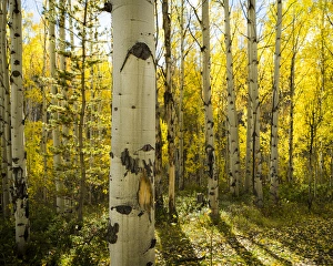 Golden quaking aspens in full fall color, Kinney Creek BLM, Colorado Golden quaking aspens in full fall color, Kinney Creek BLM, Colorado