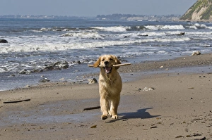 A Golden Retriever walking with a stick at Hendreys Beach in Santa Barbara California A Golden Retriever walking with a stick at Hendreys Beach in Santa Barbara California