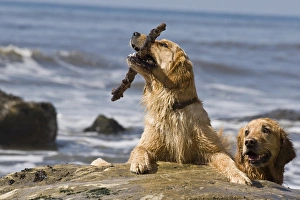 Two Golden Retrievers playing with a stick at a beach Two Golden Retrievers playing with a stick at a beach
