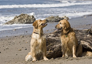 Two Golden Retrievers sitting together on a beach in California Two Golden Retrievers sitting together on a beach in California