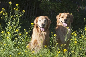 Two Golden Retrievers sitting together in a field surrounded by yellow flowers Two Golden Retrievers sitting together in a field surrounded by yellow flowers