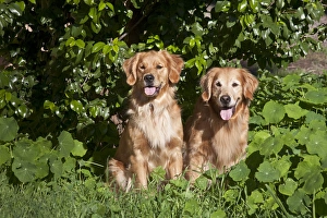 Two Golden Retrievers sitting at a park surrounded by greenery Two Golden Retrievers sitting at a park surrounded by greenery