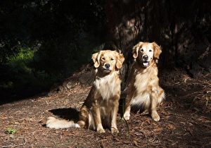 Two Golden Retrievers taking in the late afternoon light under a Sequoia tree Two Golden Retrievers taking in the late afternoon light under a Sequoia tree