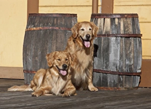 Two Golden Retrievers next to two wooden barrels on a wooden deck Two Golden Retrievers next to two wooden barrels on a wooden deck