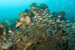 Golden Sweepers (Parapriacanthis ransonneti), Banda Sea, Indonesia (RF) Golden Sweepers (Parapriacanthis ransonneti), Banda Sea, Indonesia (RF)