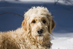 A Goldendoodle lying in the snow bathed in early morning light A Goldendoodle lying in the snow bathed in early morning light