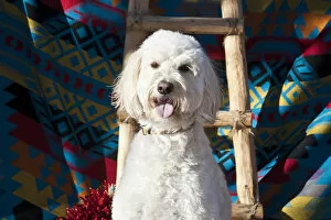 Images Dated 8th January 2012: A Goldendoodle sitting against a Southwestern blanket with a wooden ladder and red
