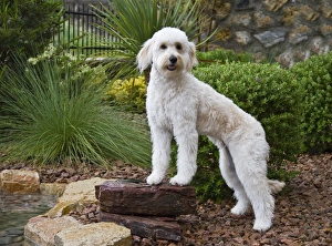 A Goldendoodle standing on a rock in a garden by a pool A Goldendoodle standing on a rock in a garden by a pool