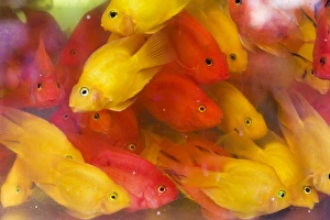 Goldfish at Goldfish Market, Hong Kong, China Goldfish at Goldfish Market, Hong Kong, China