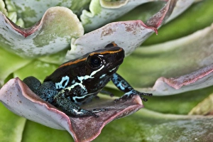 Golfodulcean Poison Frog, Phyllobates vittatus Golfodulcean Poison Frog, Phyllobates vittatus