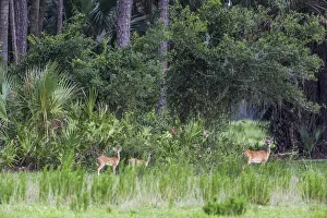 Good habitat white-tailed deer often have twins Good habitat white-tailed deer often have twins
