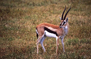 Grants Gazelle, Gazella granti, Tanzania Africa Grants Gazelle, Gazella granti, Tanzania Africa