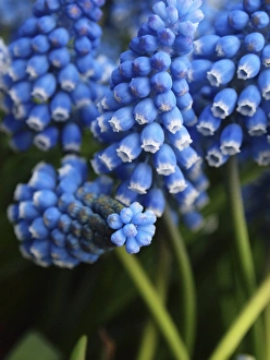 <b class=qtipBold><figcaption>Grape hyacinth in bloom</figcaption></b><br><em>© Anna Miller / DanitaDelimont.com</em> Grape hyacinth in bloom