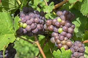 Images Dated 23rd August 2015: Grapes on vine, Anyelas Vineyard, Skaneateles, New York, USA