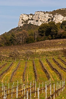 Graphic pattern vineyard and mountain cliff Choteau Barbanau and Clos Val-Bruyere Graphic pattern vineyard and mountain cliff Choteau Barbanau and Clos Val-Bruyere