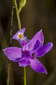 Grass Pink orchids grow in a South Florida prairie Grass Pink orchids grow in a South Florida prairie