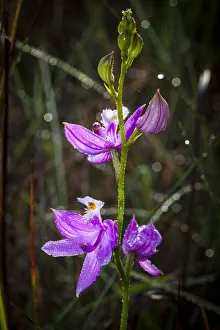Grass pink orchids are terrestrial plants found in the eastern US Grass pink orchids are terrestrial plants found in the eastern US
